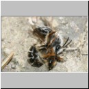 Andrena barbilabris - Sandbiene 08a Paarung 10mm OS-Wallenhorst-Waldlichtung.jpg